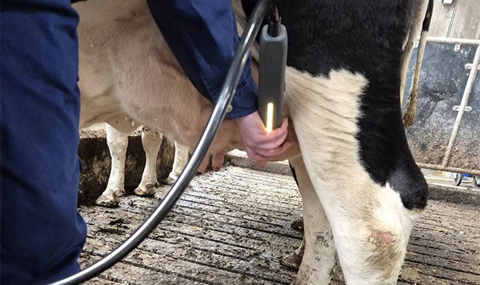Yeni mastitis projesi, antibiyotik kullanımını ve süt israfını azaltmayı hedefliyor