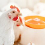 Yetersiz su tüketimi kanatlı hayvanlarda verimliliği vuruyor