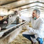 Dünya Hayvan Sağlığı Örgütü, antibiyotikler konusunda uyardı