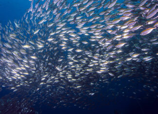 FeedKind Aquafeed Project