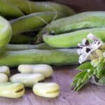 BENEO, bakliyat işleme tesisine 50 milyon Euro yatırım yaptı