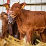 Buzağıların sağlıklı büyümesi için dikkat edilmesi gereken noktalar