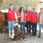 Muğla’da buzağı ölümlerini önlemek için 2 proje