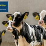 Trouw Nutrition'dan hayvan yetiştiricilerine kesintisiz destek