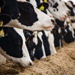 Sürdürülebilir ve güvenli hayvansal gıdanın yolu doğru beslemeden geçiyor