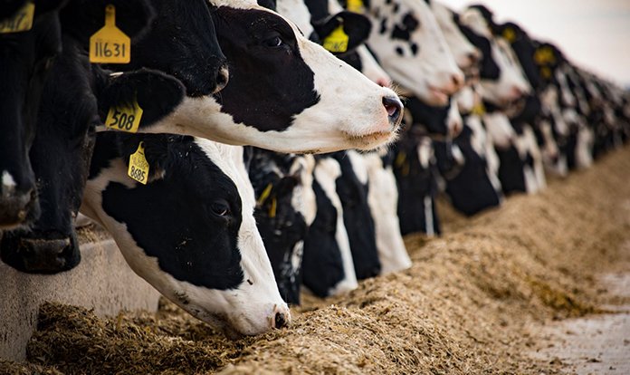 Sürdürülebilir ve güvenli hayvansal gıdanın yolu doğru beslemeden geçiyor