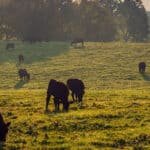 Ruminant ve kanatlı hayvanlarda doğru besleme çiftliklerin kazancını artırıyor