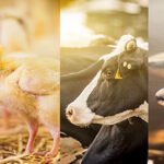 dsm-firmenich, Hayvan Sağlığı ve Beslenmesi işletmesini gruptan ayırıyor