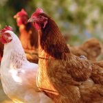 dsm-firmenich ve Agrifirm yeni bir platform için güçlerini birleştiriyor