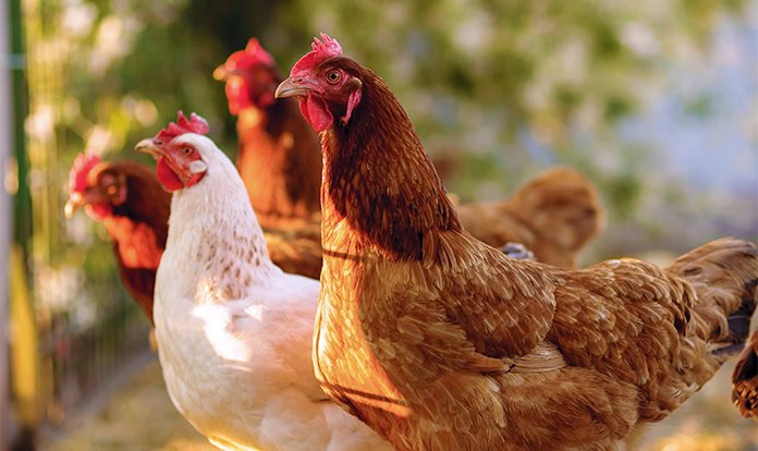 dsm-firmenich ve Agrifirm yeni bir platform için güçlerini birleştiriyor