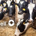 dsm-firmenich ve Bayer, sürdürülebilir hayvancılık için bir araya geldi