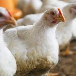 dsm-firmenich, Feed Enzymes Alliance'taki hisselerini Novonesis'e satıyor