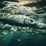 dsm-firmenich’in Hy-D ürünü, tüm hayvan türleri için EFSA onayı aldı