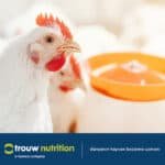 Broyler çiftliklerinde üretim karlılığını artırmanın püf noktaları