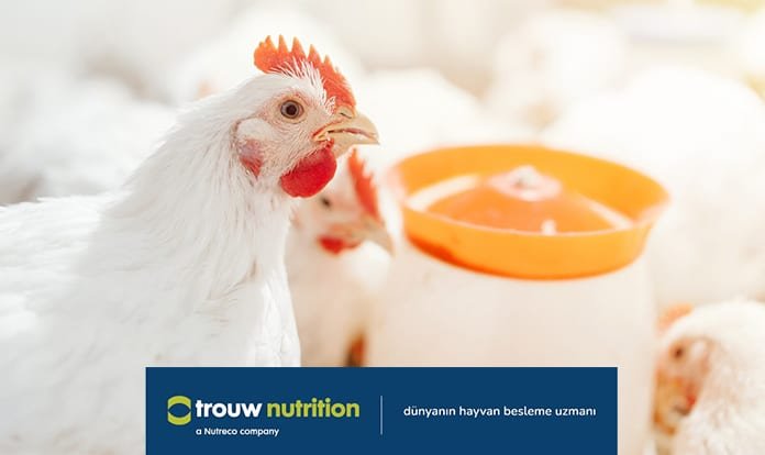 Broyler çiftliklerinde üretim karlılığını artırmanın püf noktaları 