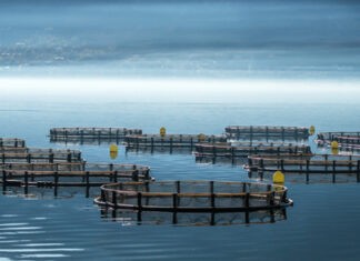 kültür balıkçılığı ve trendler