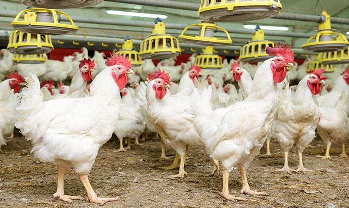 Kanatlı eti sektörü geleceğe sağlam adımlarla hazırlanıyor