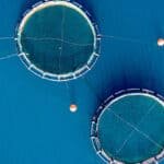 Kültür balıkçılığında milyar doları aşan ihracat