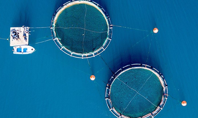 Kültür balıkçılığında milyar doları aşan ihracat