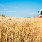 Kuraklık yem fiyatları üzerinde baskı oluşturuyor