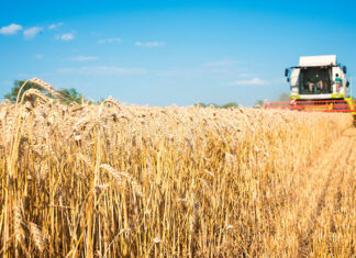 Kuraklık yem fiyatları üzerinde baskı oluşturuyor