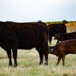 Ruminant hayvanlarda süt verimliliği için doğru besleme şart