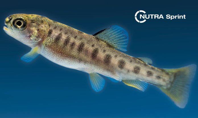 Skretting, Nutra Sprint ile alabalıklarda maksimum fayda hedefliyor
