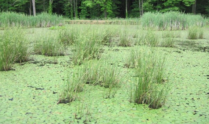 Su bitkilerinden hayvan yemi üretmek için proje başlatıldı