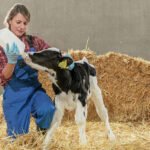 Trouw Nutrition’dan sağlıklı gelişim için Sprayfo ve Milkivit buzağı mamaları