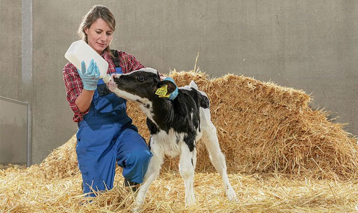 Trouw Nutrition’dan sağlıklı gelişim için Sprayfo ve Milkivit buzağı mamaları