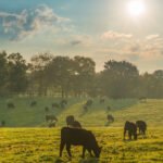 Yaz aylarında doğru hayvan bakımına dair öneriler