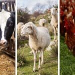 TÜİK, 2021 hayvan sayılarını açıkladı