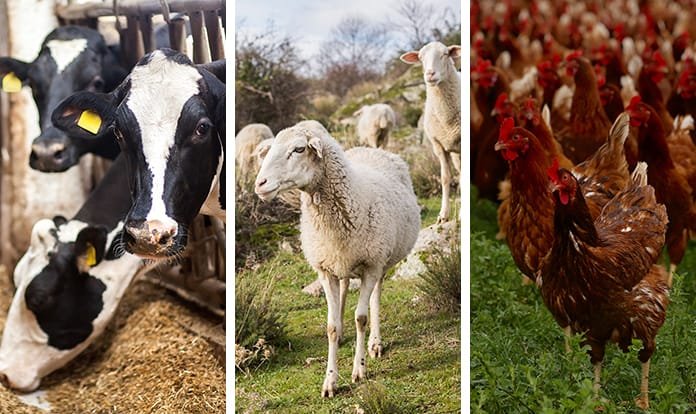 TÜİK, 2021 hayvan sayılarını açıkladı