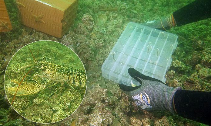 Üniversitede yetiştirilen 300 yavru ıstakoz denizle buluştu