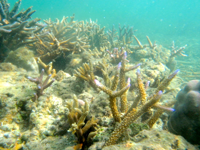 Coral Gardening in Fiji Healthy staghorn coral