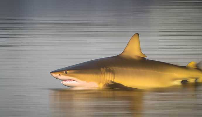 BullSharkMississippiRiver
