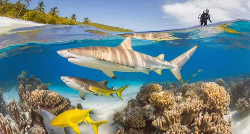 Divers Observing Lemon Sharks in Crystal-Clear Tropical Waters