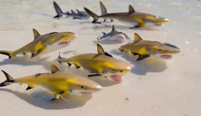 JuvenileLemonSharksHatching_FloridaKeys