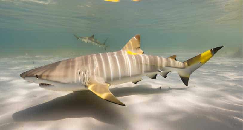 Lemon Shark with Acoustic Tag in Shallow Coastal Waters