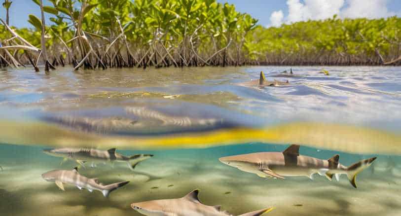 Lemon Sharks in a Mangrove Nursery with Juvenile Sharks