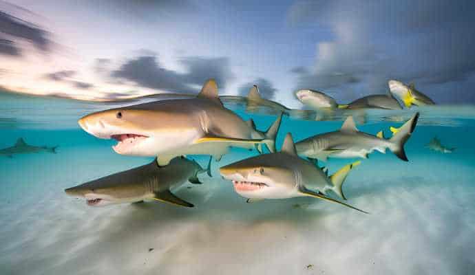 LemonSharkMatingRituals_Bimini