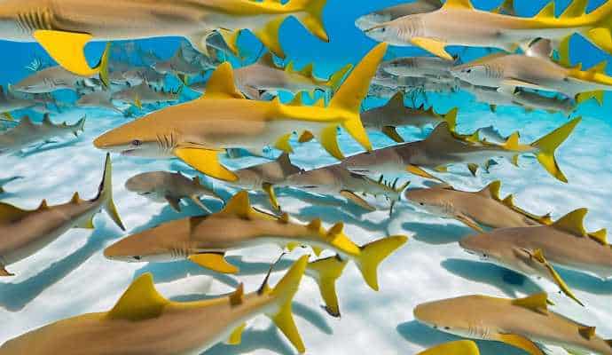 LemonSharkNurseryGeneticDiversity