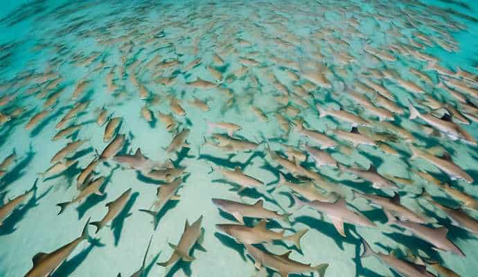 LemonSharkNurseryGround_Bimini