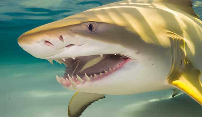 LemonSharkPhysicalCharacteristics_ShallowWaters
