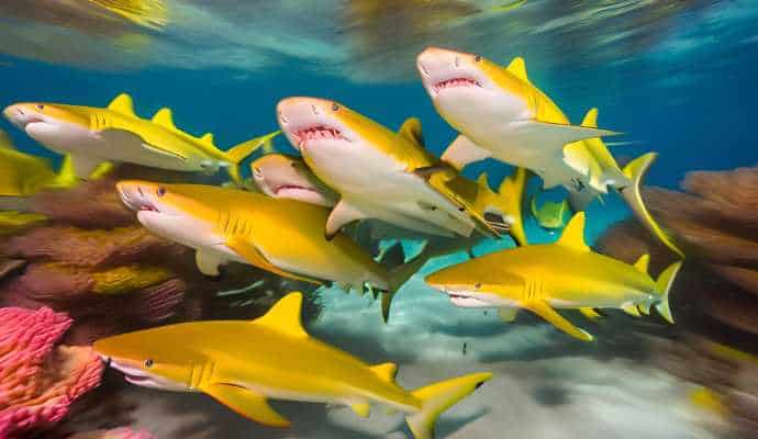 LemonSharksCoralReef_AtlanticOcean