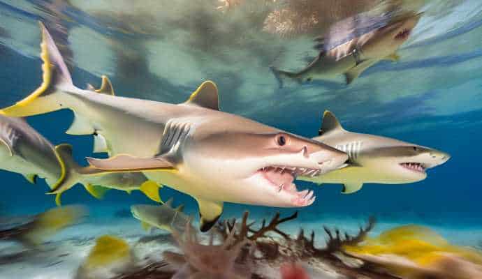 LemonSharksHuntingPrey_CoralReef