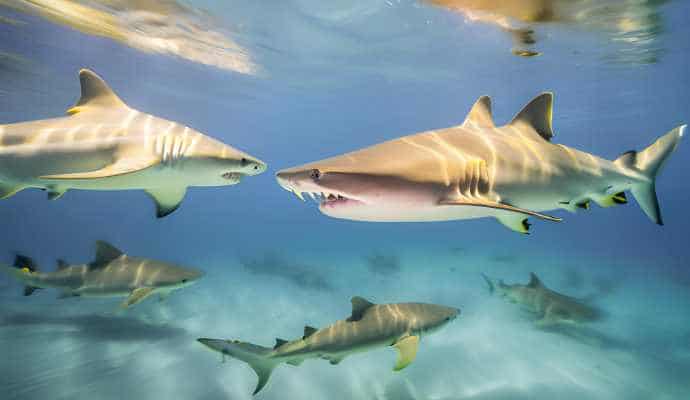LemonSharksHuntingPrey_IndianOcean