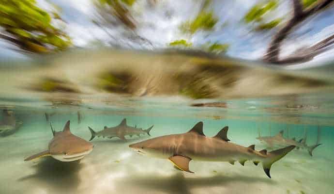 LemonSharksInMangroveEstuary_SocialBehavior
