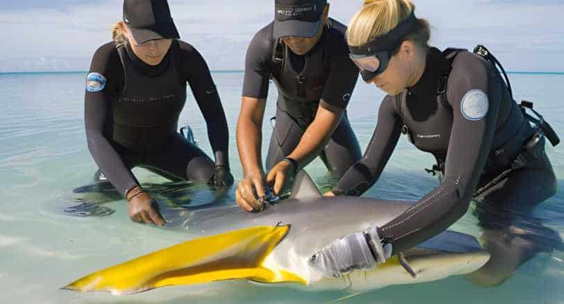 Researchers Tagging a Lemon Shark in a Controlled Environment
