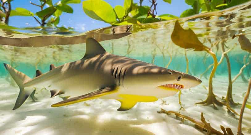 baby_lemon_shark_mangrove_nursery_habitat
